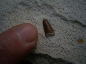 Cricosaur tooth, upper jurassic