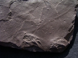 Spurenplatte aus dem Perm