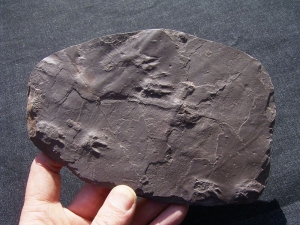 Spurenplatte aus dem Perm