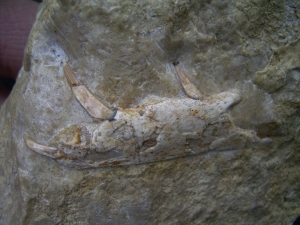 Nothosaur jaw with three teeth