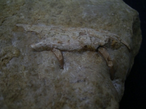 Nothosaurus Kiefer mit drei Zähnen