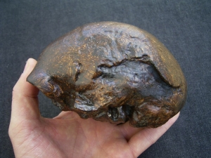 Homo Mojokertensis, Kinderschädel aus Java