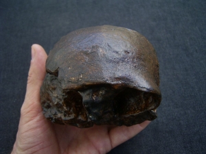 Homo Mojokertensis, Kinderschädel aus Java