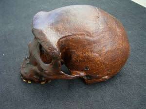 Homo Rhodesiensis Kabwe 1