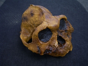 Australopithecus Boisei KNM-ER 406