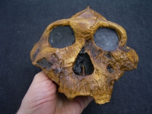 Australopithecus Boisei KNM-ER 406