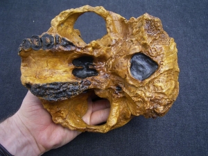Australopithecus Boisei KNM-ER 406