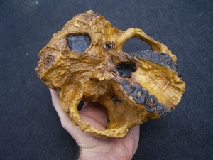 Australopithecus Boisei KNM-ER 406