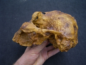 Australopithecus Boisei KNM-ER 406