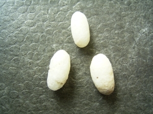 Three lizard eggs, oligocene