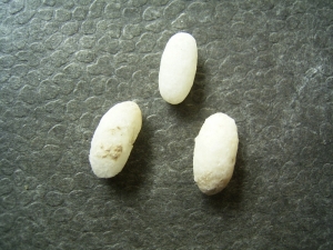 Three lizard eggs, oligocene