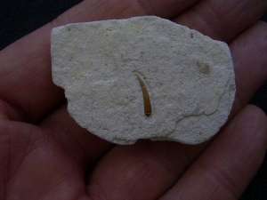 Pterosaur tooth upper jurassic #1