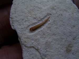 Pterosaur tooth upper jurassic #1