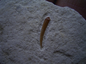 Pterosaur tooth upper jurassic #1