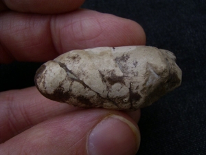 Coprolite from Messel