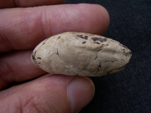 Coprolite from Messel