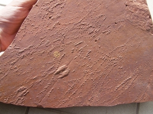 Triassic Arthropod tracks