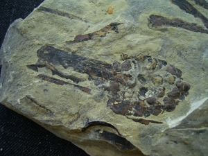 Triassic inflorescense slab # 5