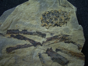 Triassic inflorescense slab # 5