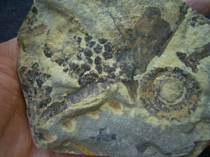 Triassic inflorescense slab # 2