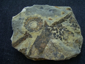 Triassic inflorescense slab # 2