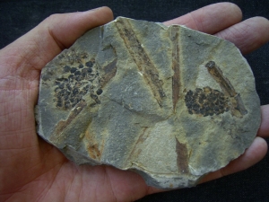 Triassic inflorescense slab #3
