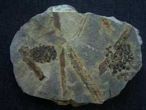 Triassic inflorescense slab #3