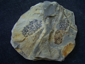 Triassic inflorescense slab # 4
