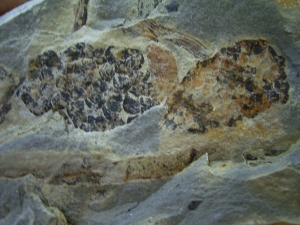 Triassic inflorescense slab # 4