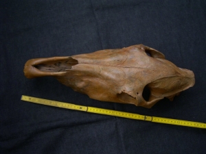 Horse skull # 2