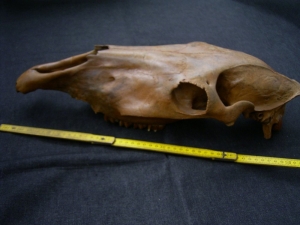 Horse skull # 2