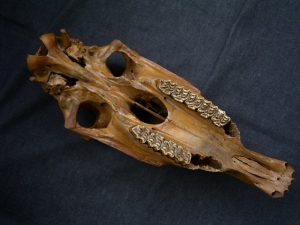 Horse skull # 2