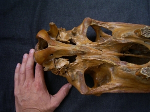 Horse skull # 2