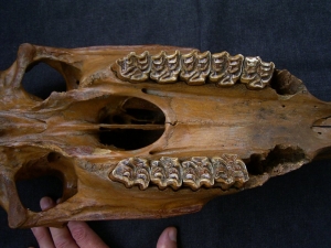 Horse skull # 2