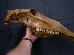 Horse skull # 2