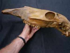 Horse skull # 2