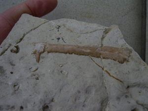 Nothosaurus Kiefer mit Zahn