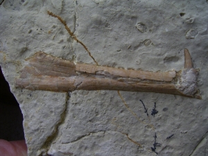 Nothosaur jaw with tooth