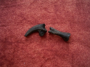 Eagle claw and footbone, Rancho La Brea tar pits