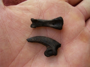 Eagle claw and footbone, Rancho La Brea tar pits