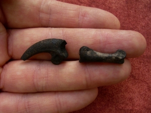 Eagle claw and footbone, Rancho La Brea tar pits