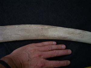 Mammoth rib from Germany