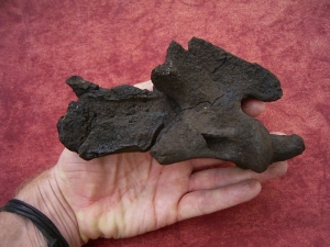 Sabercat - Smilodon - vertebrae, Rancho La Brea tar pits