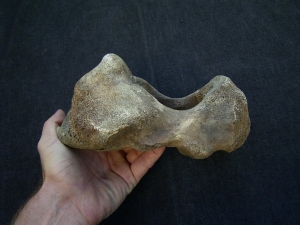 Mammoth atlas vertebra