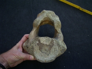 Mammoth atlas vertebra