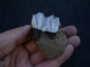 Megaolceros jaw with tooth