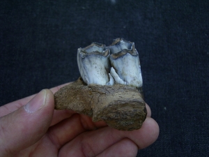 Riesenhirsch Kieferstück mit Zahn