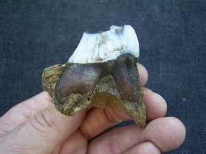 Riesenhirsch Kieferstück mit Zahn