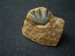 Lungfish tooth middle triassic