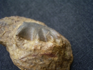 Lungfish tooth middle triassic